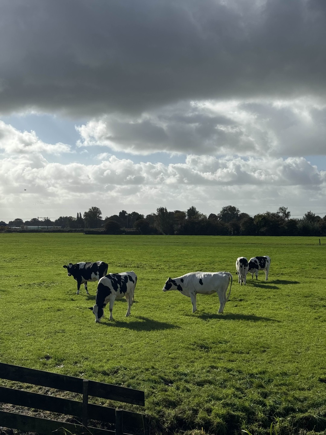 Велопрогулка по окрестностям Амстердама (Владимир)