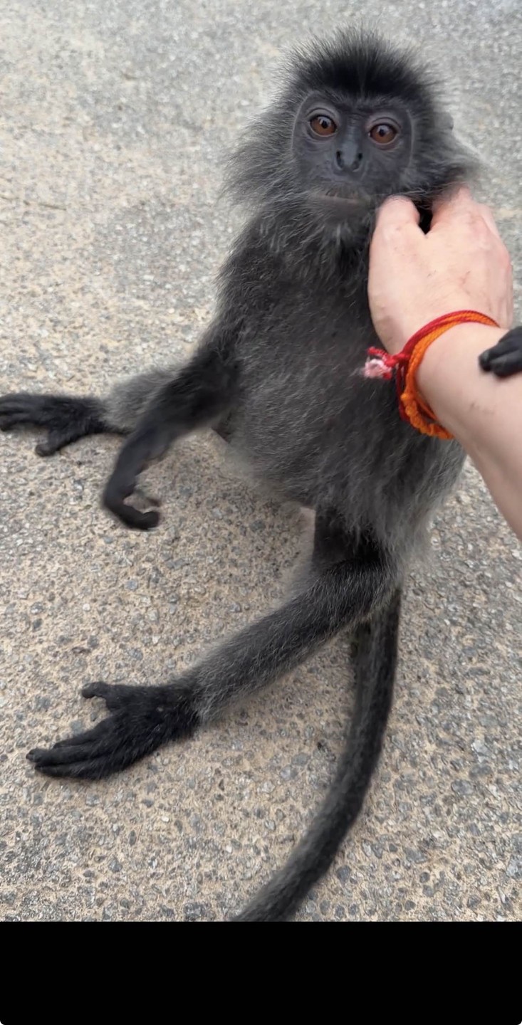 Кто хочет разнообразить свое пребывание в Куала-Лумпуре и сменить городской шум на что-то душевное и теплое