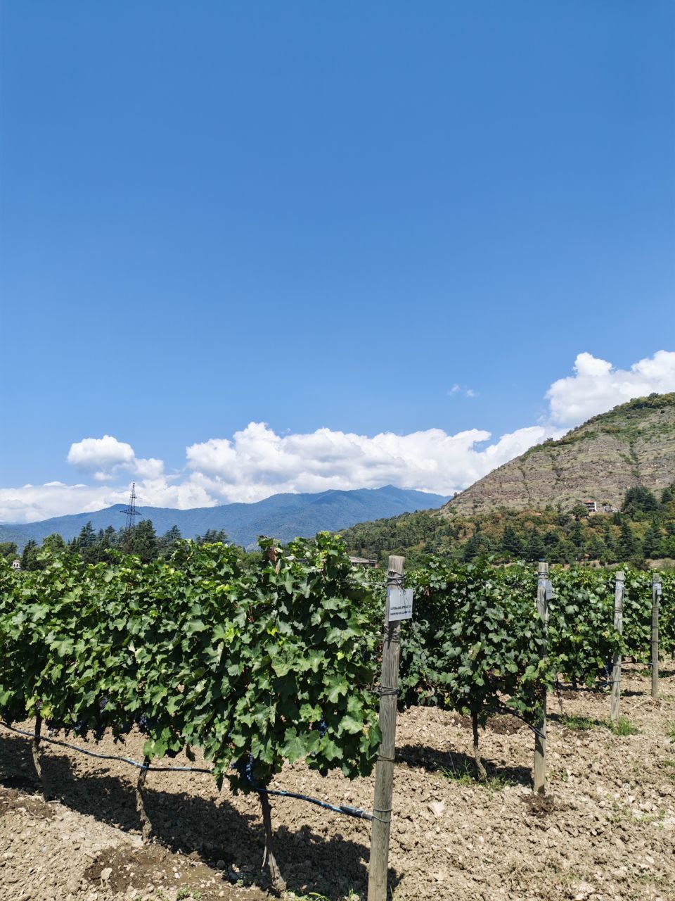 Отличная экскурсия по Сигнахи! Гиды — семейная пара — очень приятные и интересные люди. Их рассказы