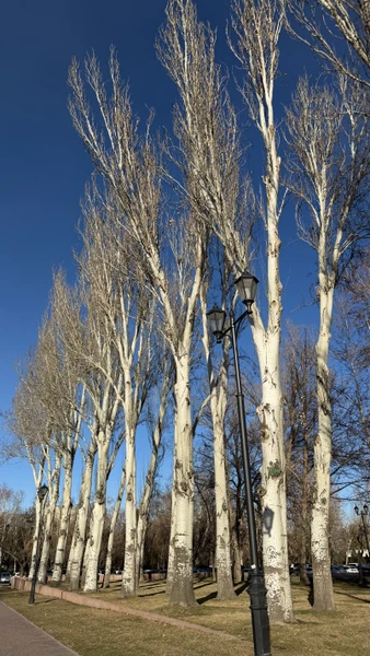 Благодарим гида Софию за знакомство с Бишкеком. Было приятно и интересно прогуляться в солнечный день, София