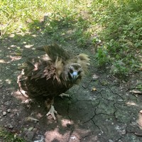 Фото отзыва 2: экскурсия "Сафари-парк во Владивостоке"