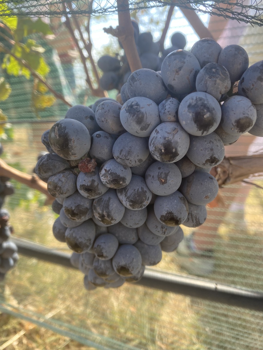 Познавательная экскурсия с великолепными видами на виноградники!