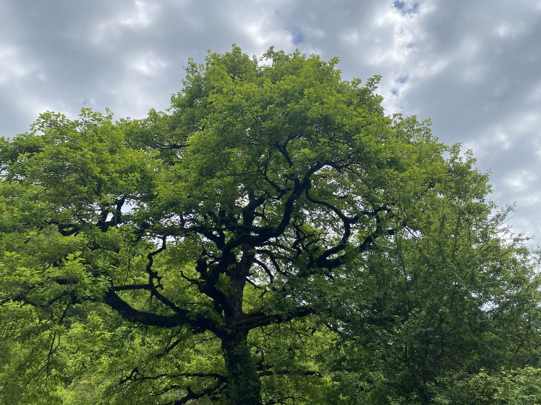 «Красная Поляна»: обзорная экскурсия (Наталья)