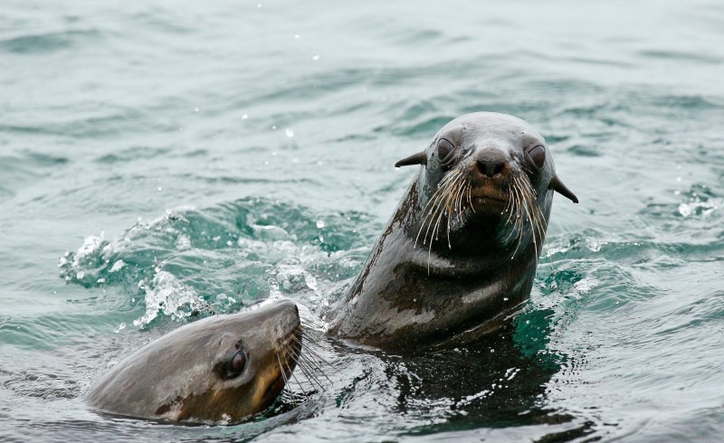 Ребята, это было просто невероятно! Оно того стоило! Увидели всю пятерку. Хотя нас предупреждали, что сейчас
