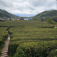 Фото отзыва 3: экскурсия "Один добрый день в Сочи: дружеский отдых по вашим правилам"