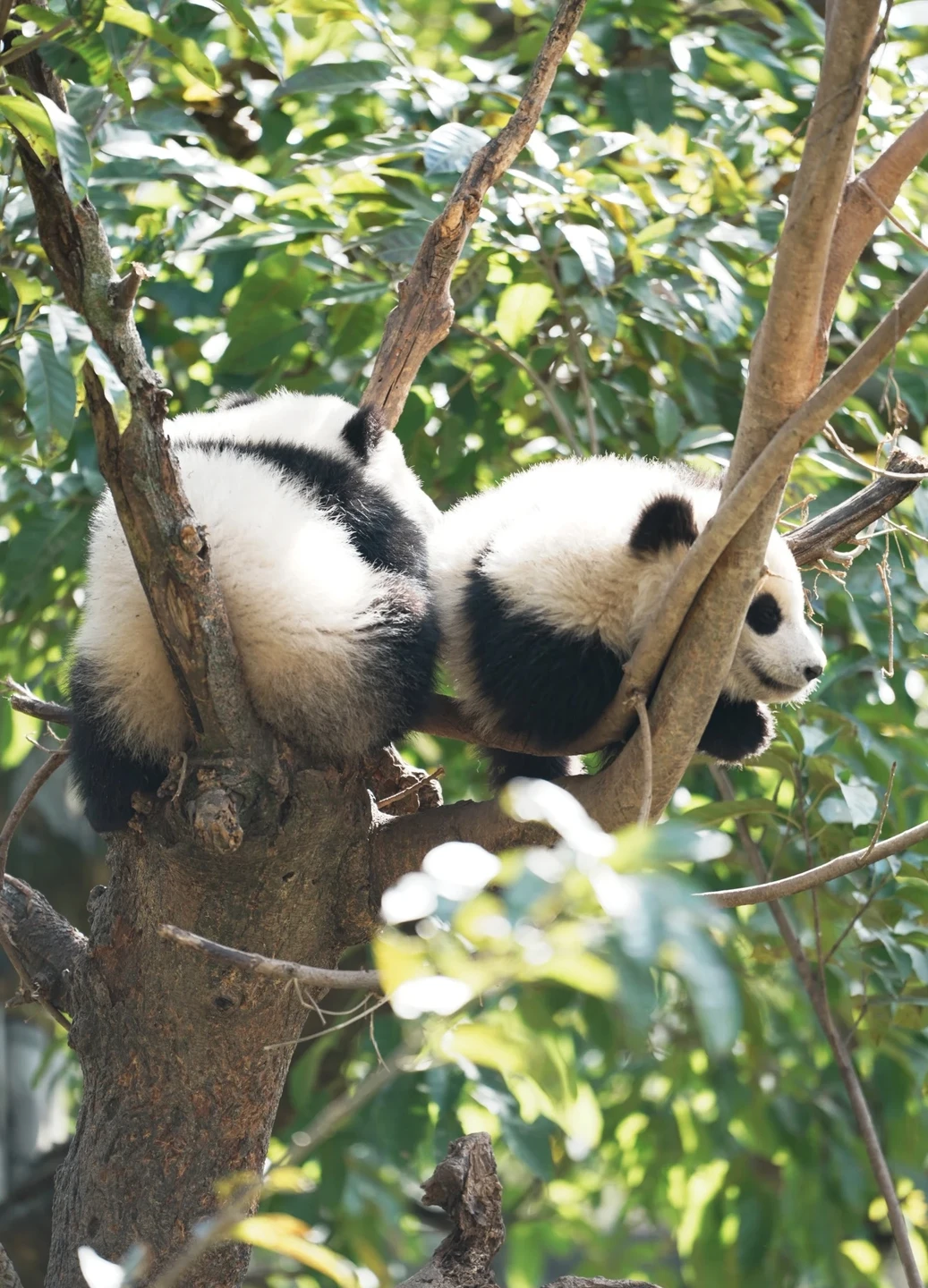 У нас была идеальная программа во время пересадки в Чэнду! У нас было всего около 10
