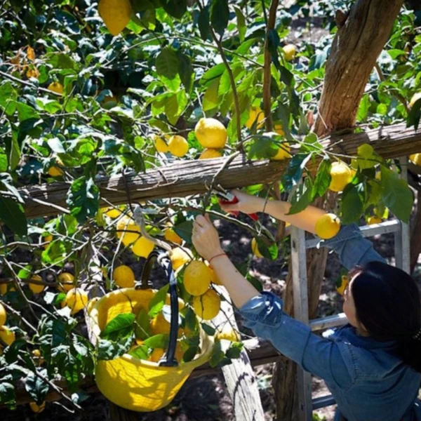 Лимонный рай возле Везувия: мастер-класс от шеф-повара