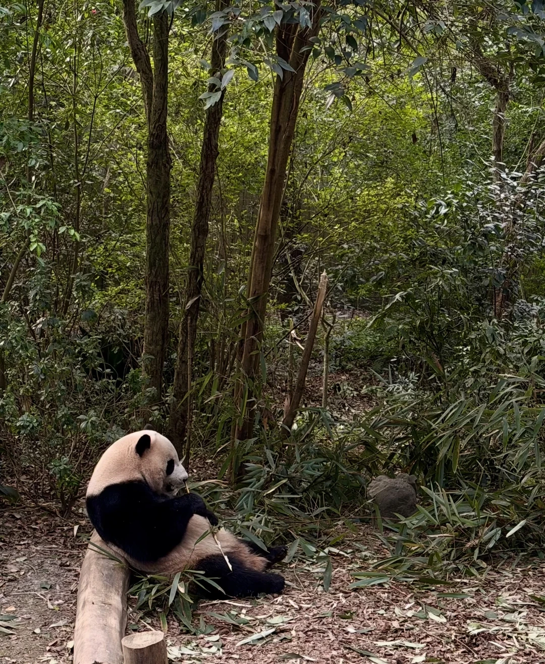 У нас была всего 10-часовая пересадка в Чэнду, и этот тур идеально подошёл под наши потребности