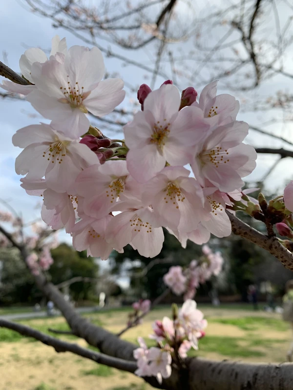Токио в цвету: красота, которая исчезает