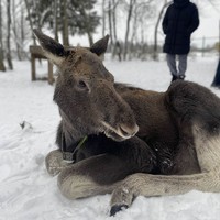 Фото отзыва 1: экскурсия "На Сумароковскую лосеферму из Костромы"