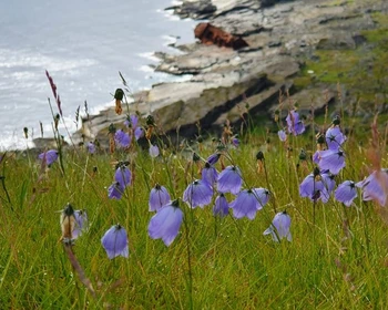 Рында - Харловка - Восточная Лица - Варзино - Иоканга