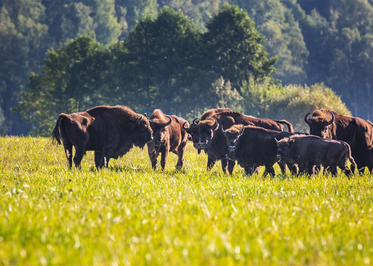 Беловежская пуща по выходным и праздникам
