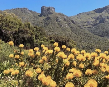 Возвращение в Кейптаун, визит в ботанический сад Кирстенбош