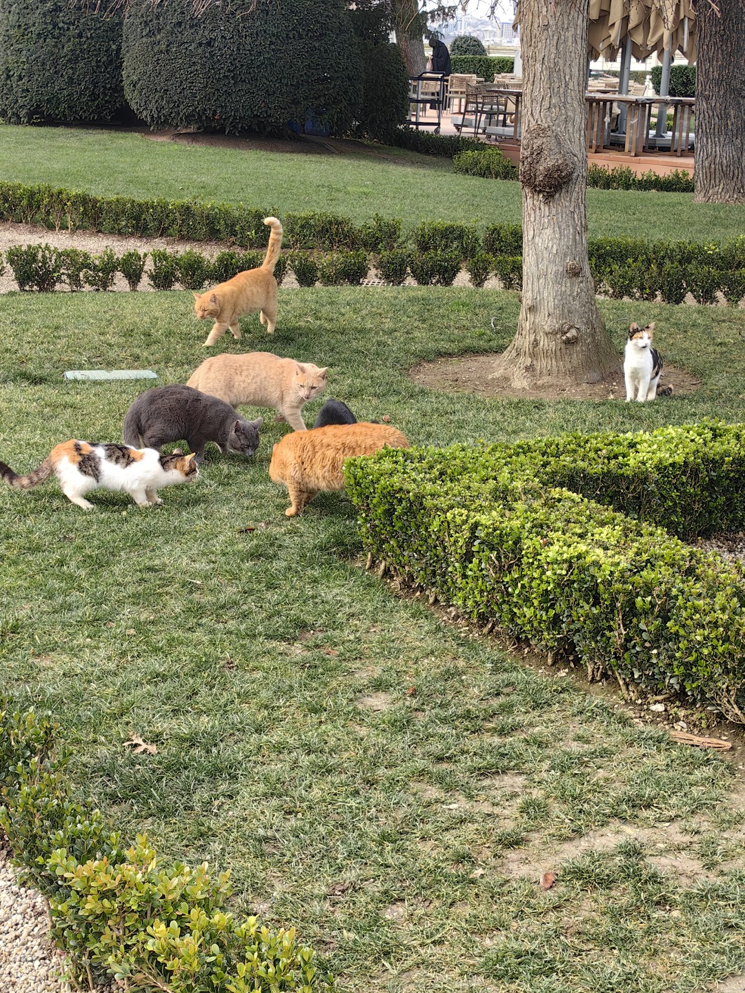 Брали экскурсию большое путешествие по Стамбулу с завтраком и обедом. Из отеля и обратно до отеля