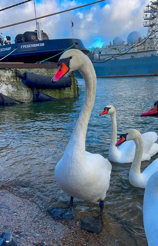 Лучшие локации побережья: Светлогорск, Янтарный, Балтийск, Филинская бухта