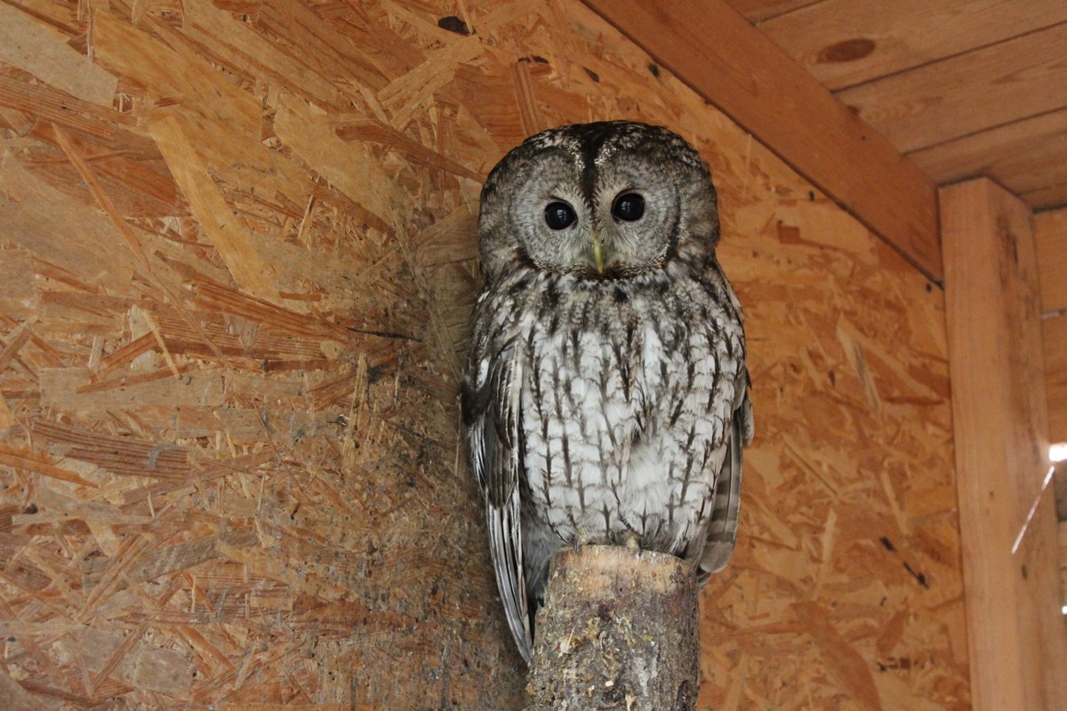 В гости к хаски и северным оленям из Москвы (без трансфера) (13/21)