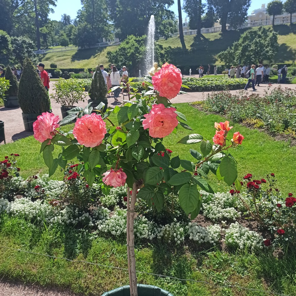 К фонтанам Петергофа — с ветерком на метеоре (9/17)