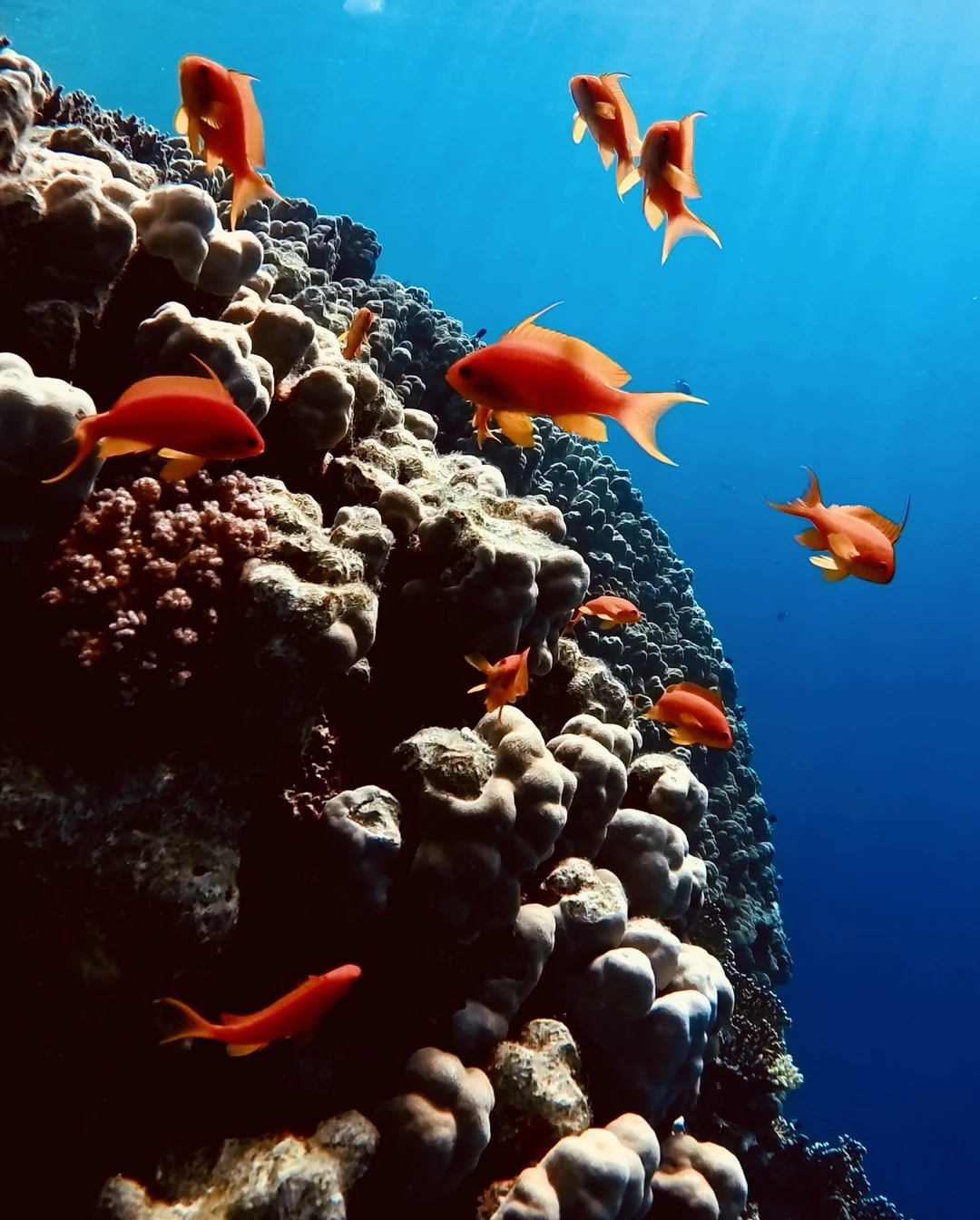 Плавали с Анастасией, очень всё понравилось. Были впервые на снорлинге, поэтому эффект вау! Красиво очень. Благодарна