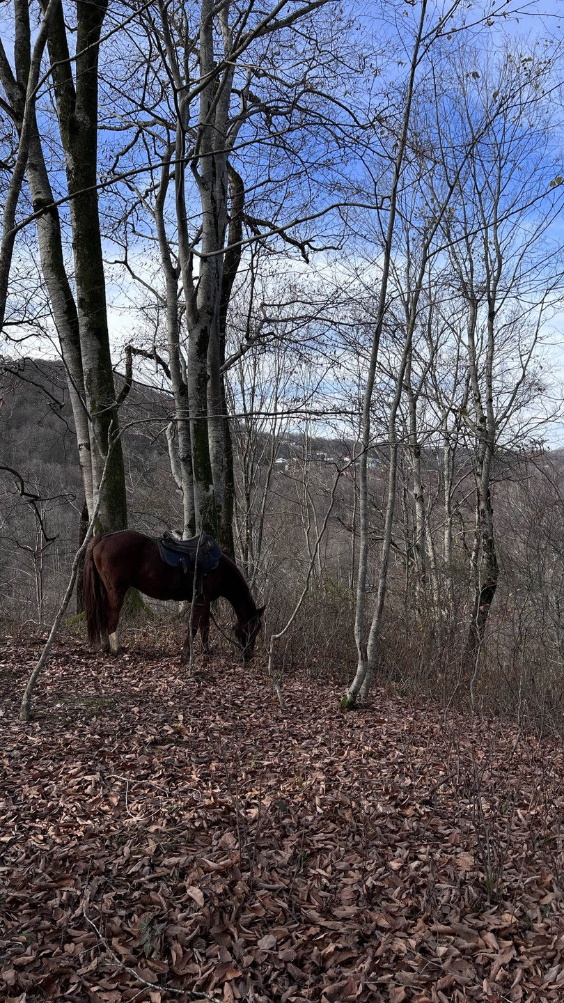 Очень запоминающаяся поездка))) Провели инструктаж, как управлять конем, что делать можно, а что нет. Прогулка длилась