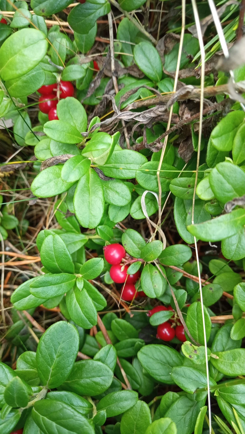 Наша поездка к Белому морю в город Кандалакша прошла с гидом Алексеем очень увлекательно. Мы посетили