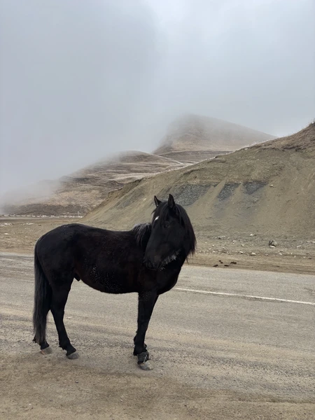 Экскурсия потрясающая! Мы поехали, когда в Кисловодске была, можно сказать, весна, а в Домбае была настоящая