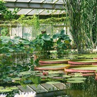 Лучшие оранжереи Петербурга: 8&nbsp;вечнозелёных локаций Северной столицы