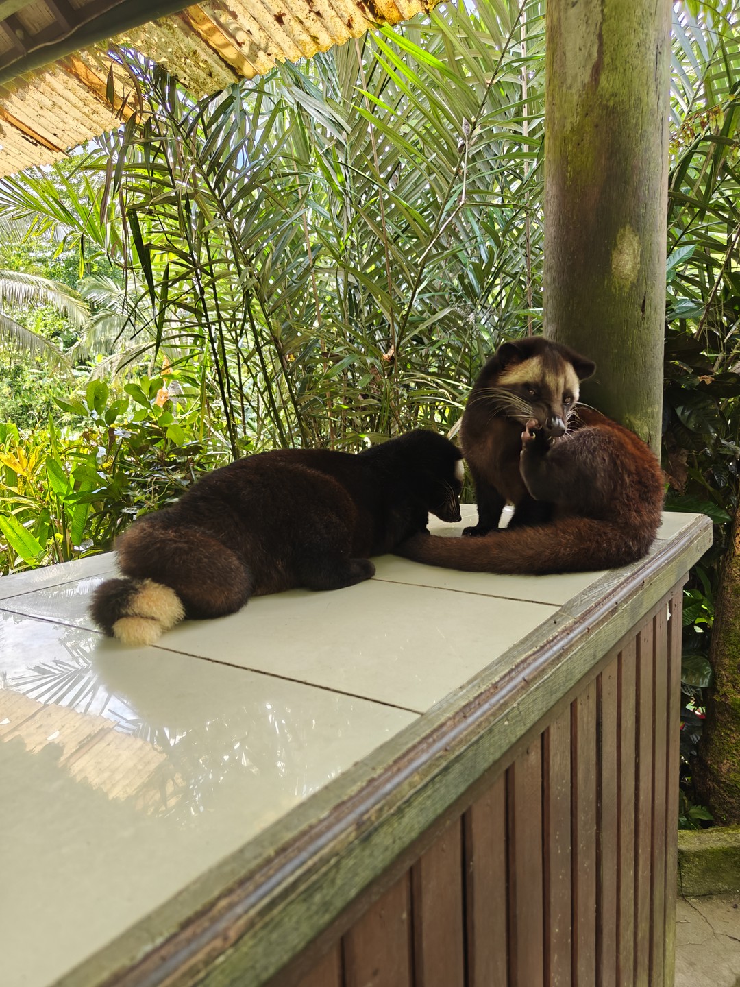 Обзорное путешествие по Бали (Ирина)