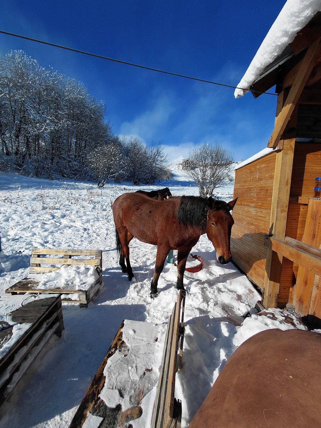 Групповая поездка из Тбилиси - в Казбеги и Гудаури (Елена)