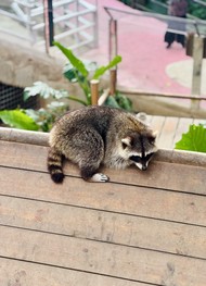 Фото отзыва 3: экскурсия "Тропические джунгли Янода&nbsp;— путешествие из&nbsp;Саньи"