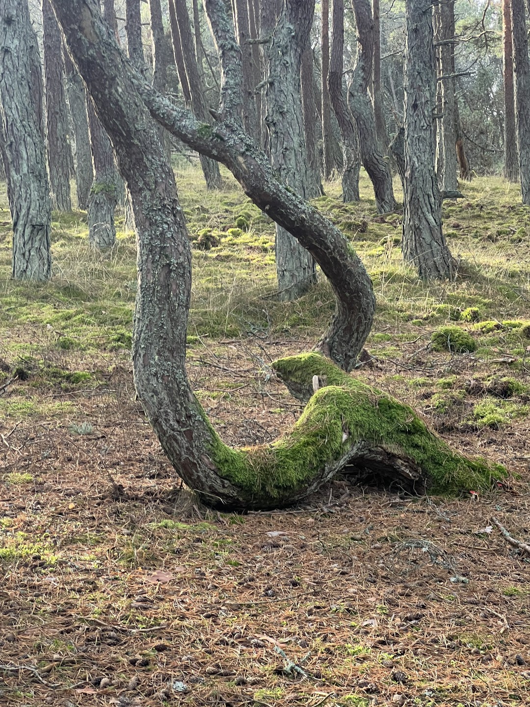 Замечательно провели время! Так нежно и так бережно берегут калининградцы рукотворный нетронутый цивилизацией маленький клочок земли!