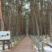 Фото отзыва 2: экскурсия "Балтийская Ривьера: Светлогорск, Зеленоградск и Куршская коса"