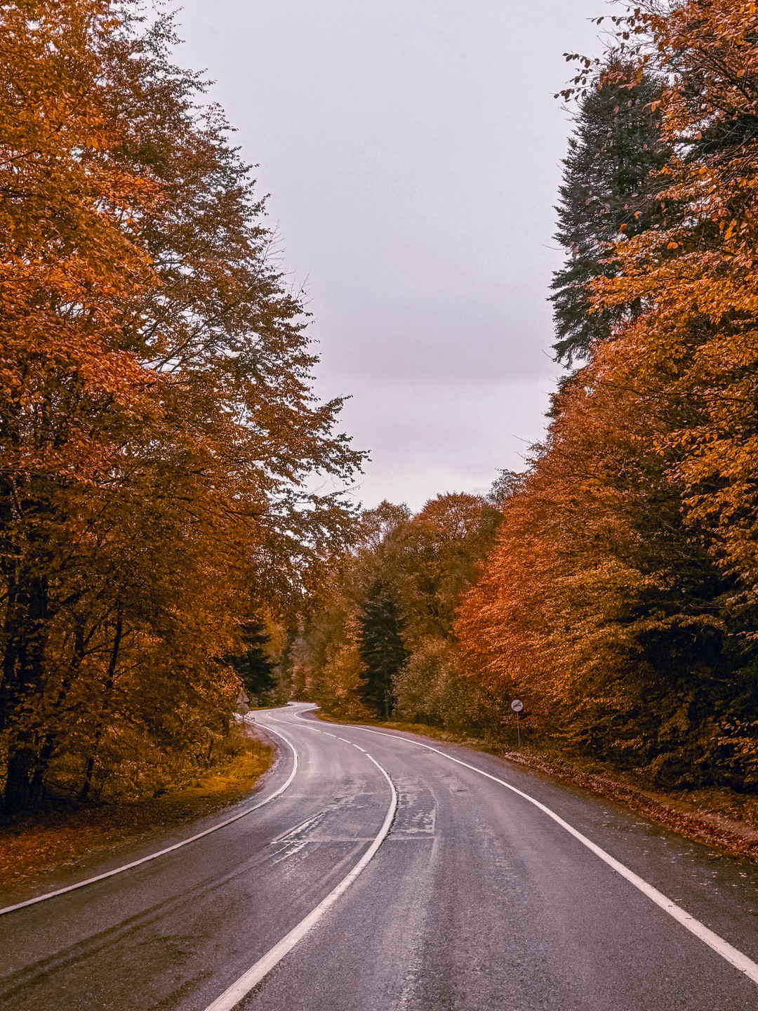 Ездили в Домбай с гидом Павлом на минивэне, все прошло замечательно: застали невероятно красивую осень в