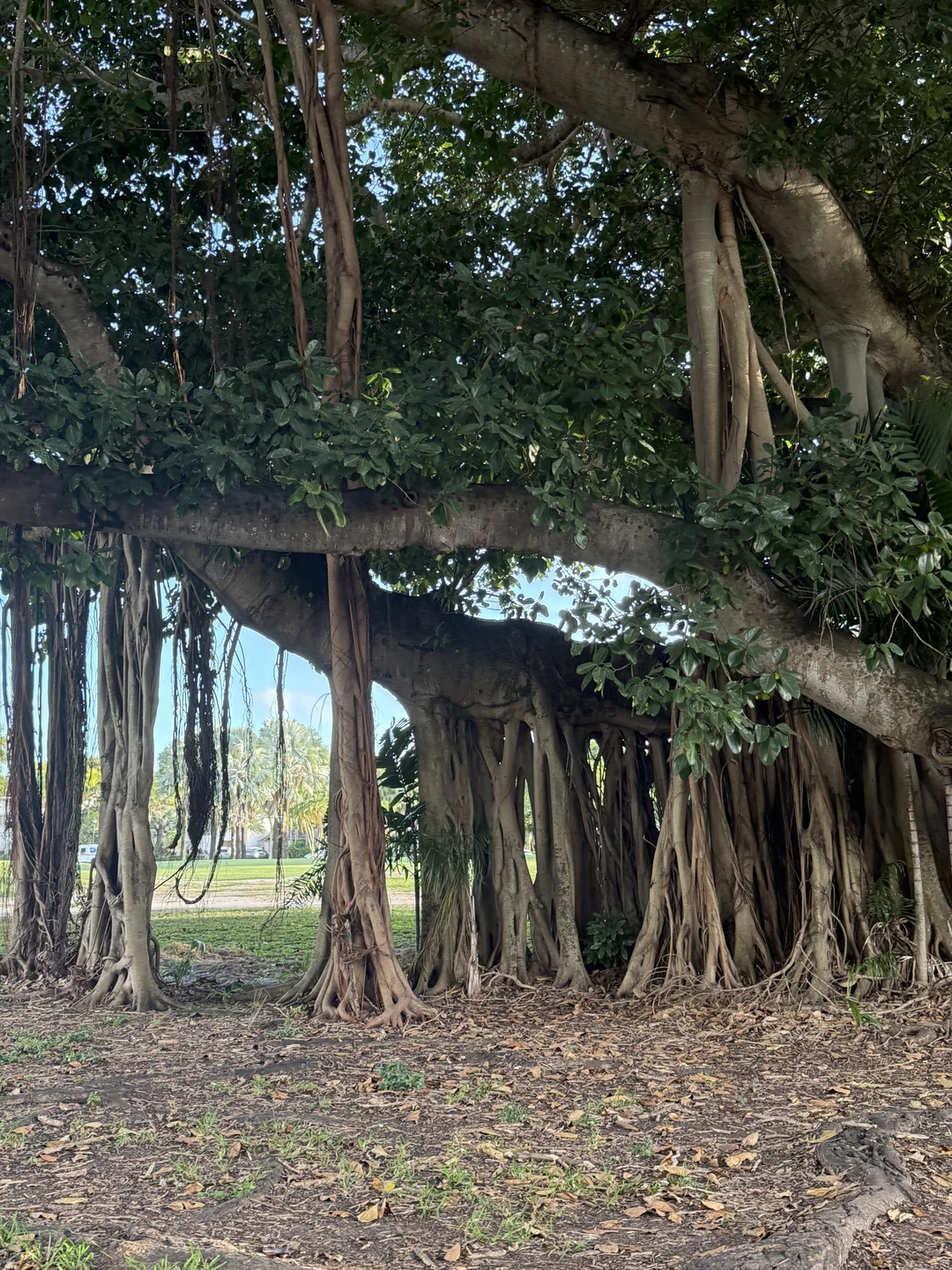 Всё о главном курорте Америки. Обзорная экскурсия по Майами (Татьяна)