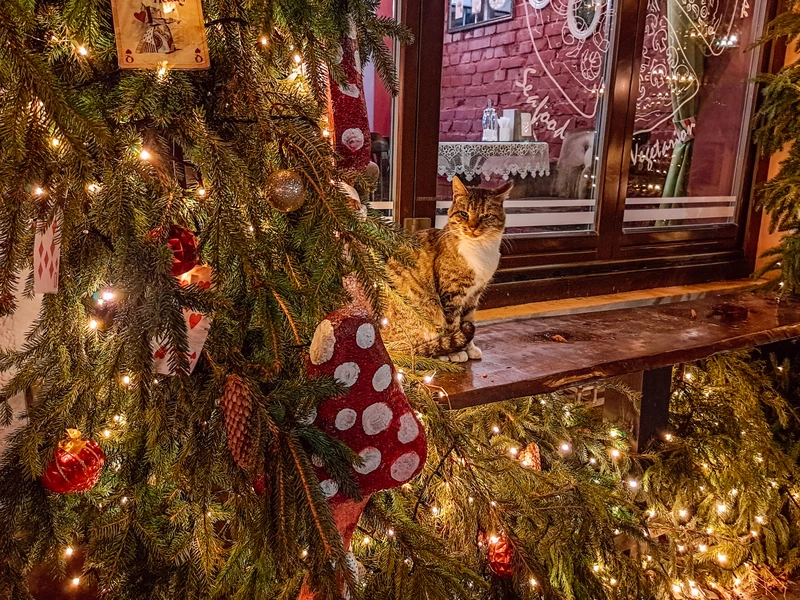 Зимнее сияние Балтики: Куршская коса и Зеленоградск