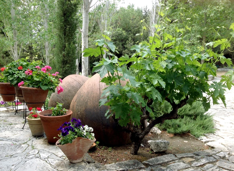 Виноделие Кипра