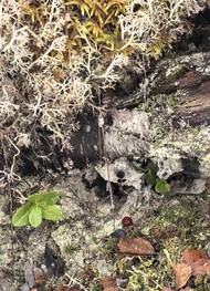 Фото отзыва 5: экскурсия "Кольский фьорд и&nbsp;великолепие водопадов"