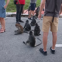 Фото отзыва 3: экскурсия "Из Куала-Лумпура — к дружелюбным лангурам и колониям светлячков"