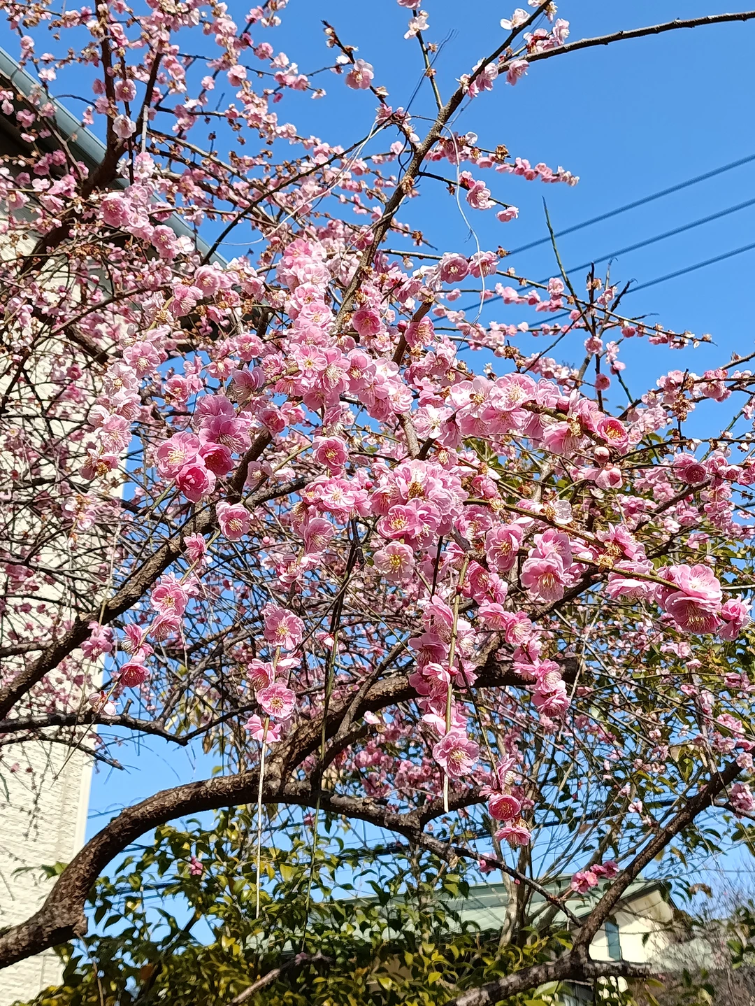 Это был первый день в Японии. Нам повезло с погодой, было тепло и солнечно. Аэлита нас