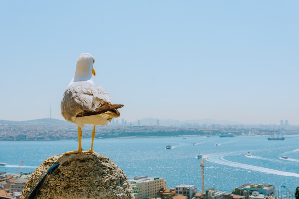 3 в 1: дворец Топкапы, церковь Святой Ирины и прогулка на по Босфору (6/14)