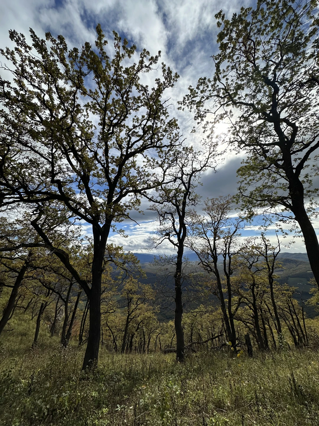 Приезжала в Адыгею на несколько дней, брала экскурсии с гидом. Дмитрий показал самые классные места, рассказал