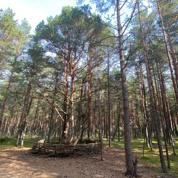 На Куршскую косу! Танцующий лес, Высота Эфа + сыроварня «Шаакен Дорф»