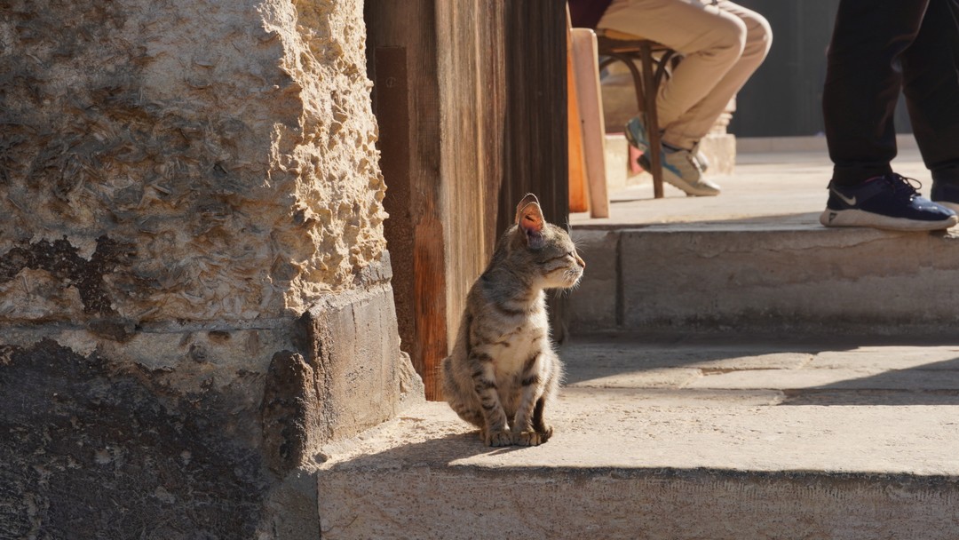 Большой Египетский музей, Саккара и пирамиды Гизы - из Каира (Татьяна)