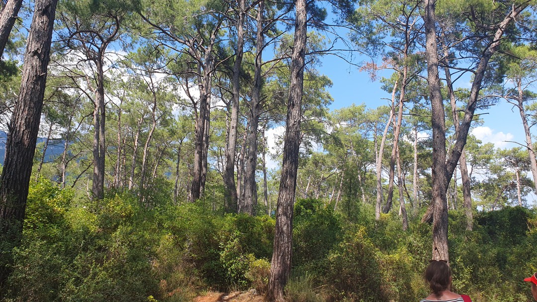 Очень интересная и насыщенная экскурсия - по-настоящему погружение в Турцию с прекрасным гидом - Мариной. Марина