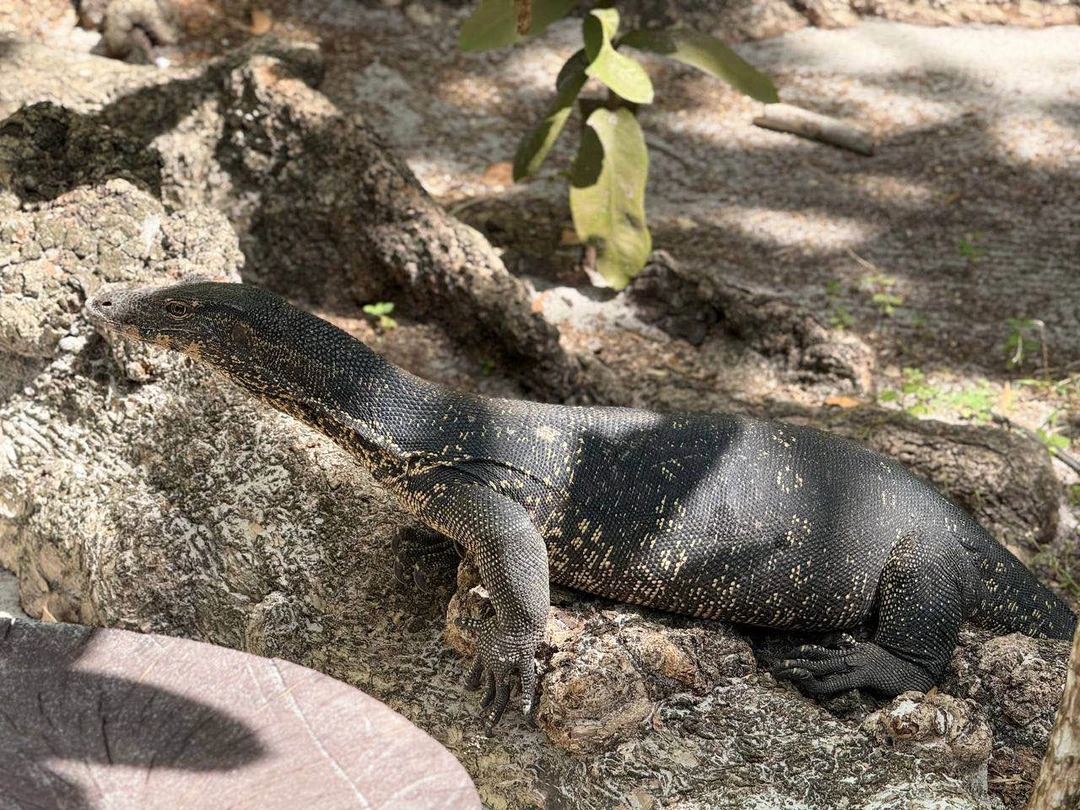 Немного расстроились что пришлось дольше ждать трансфер а так все достойно