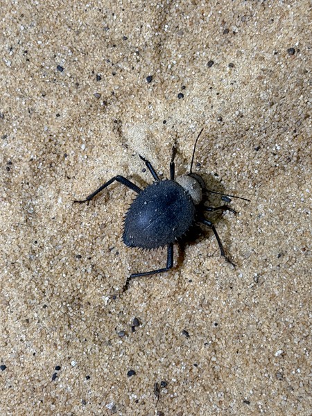 Прекрасные 3 дня мы провели с Валидом. Валид по нашей просьбе изменил маршрут. мы посетили пирамиды