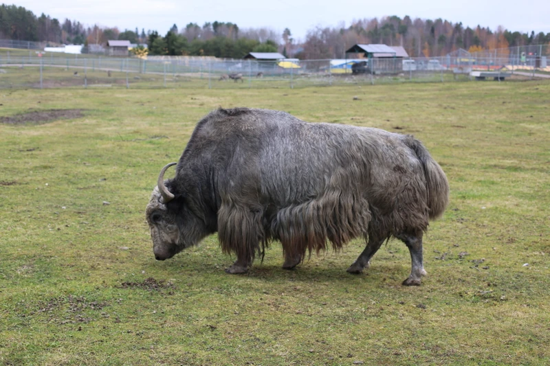 Зимние водопады, добыча граната и зоопарк: сокровища северного Приладожья