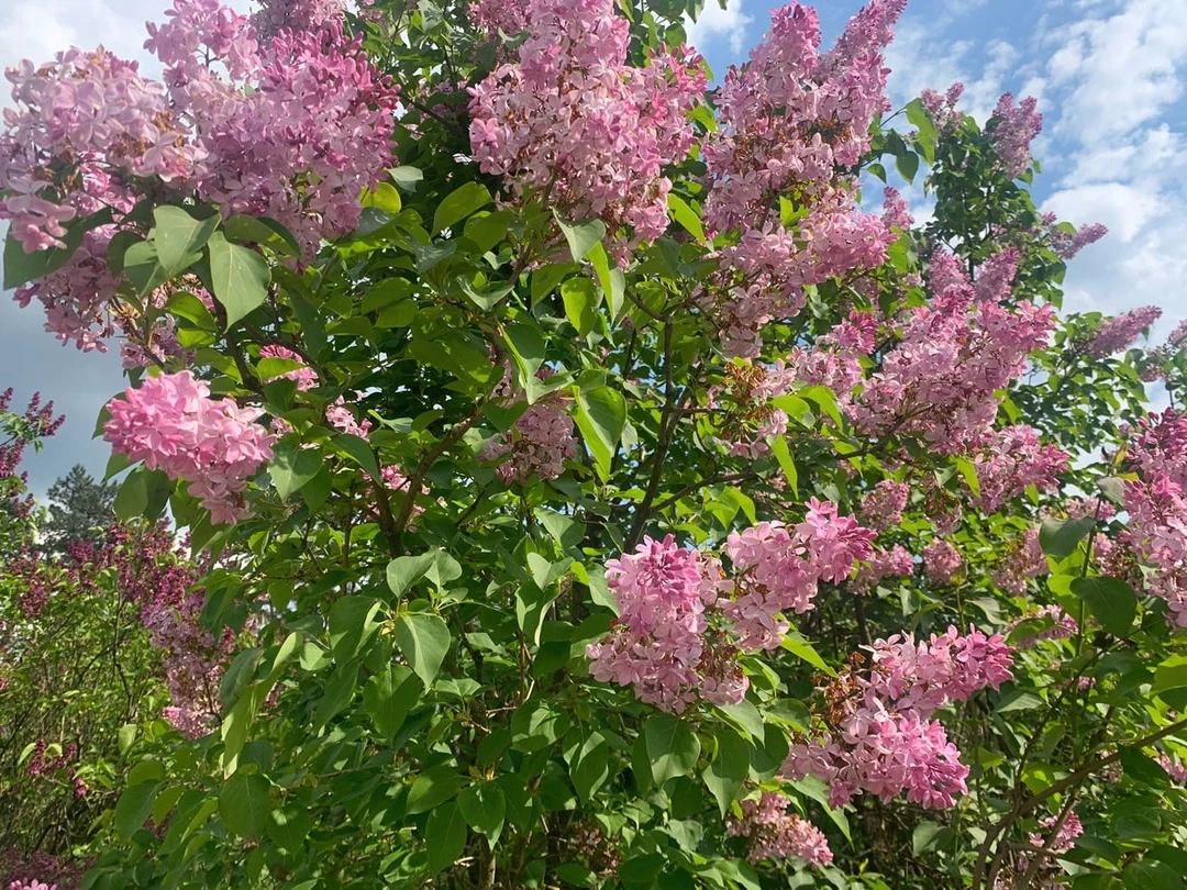 Мещерский дендрарий, Липецкая область