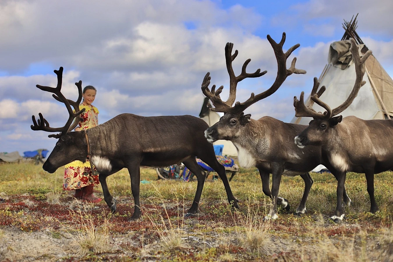 Тур-погружение в быт ненецких оленеводов: жизнь в чуме и мастер-классы