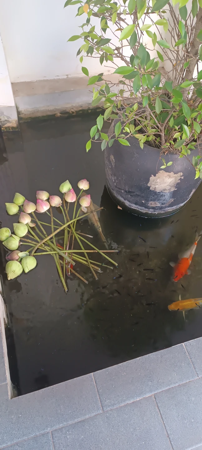 Пишу отзыв, спустя некоторое время после приезда из Камбоджи. Сразу написать было некогда и это даже