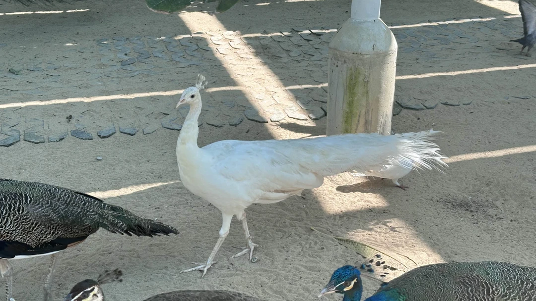 Авторская экскурсия в Фанранг - из Нячанга (всё включено!) (Ксения)